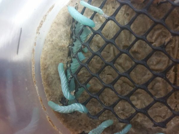 15 ct Goliath horn worm cup