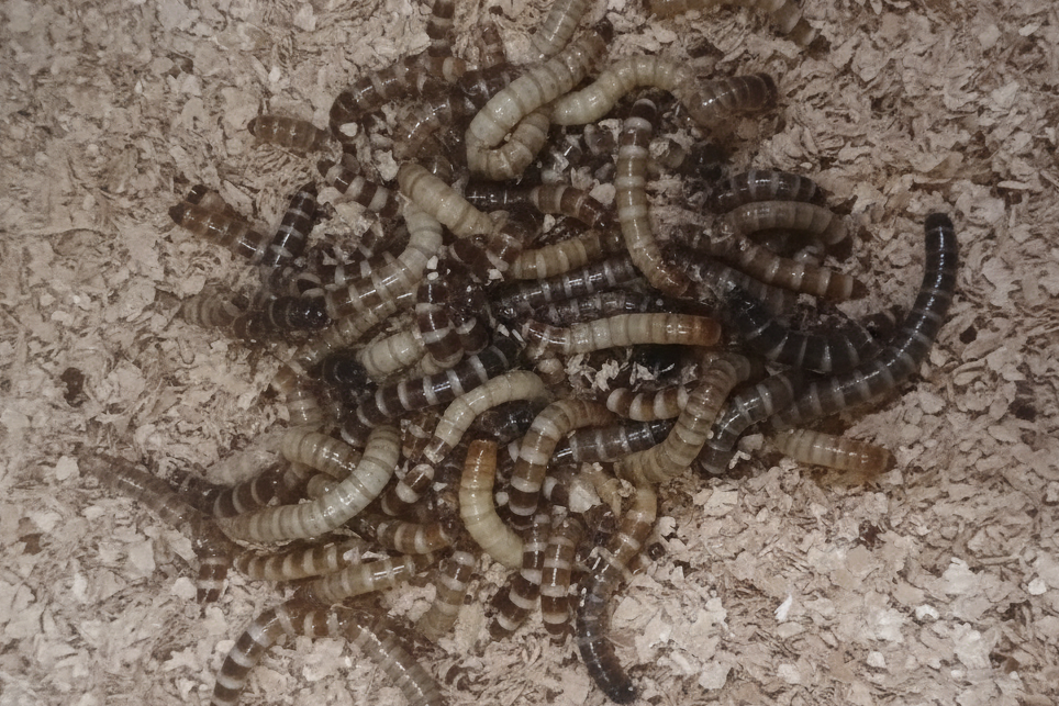 500 ct md/lg superworms