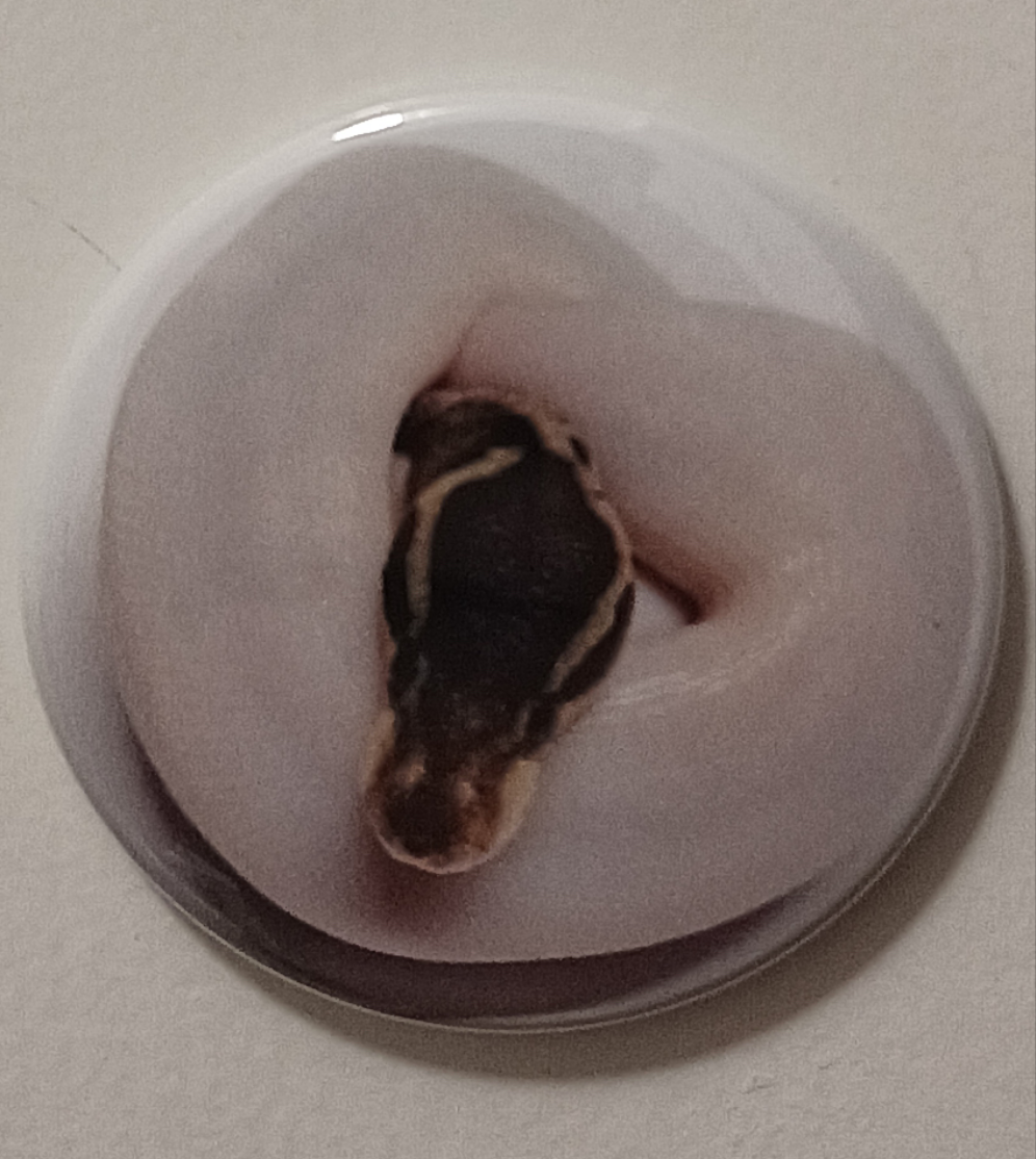 Mystery 5 pack 2.25 in round reptile button magnets