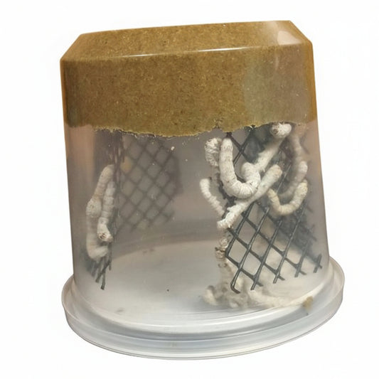 A clear plastic silkworm cup with a mesh structure inside, containing silkworms and some mulberry chow for food.