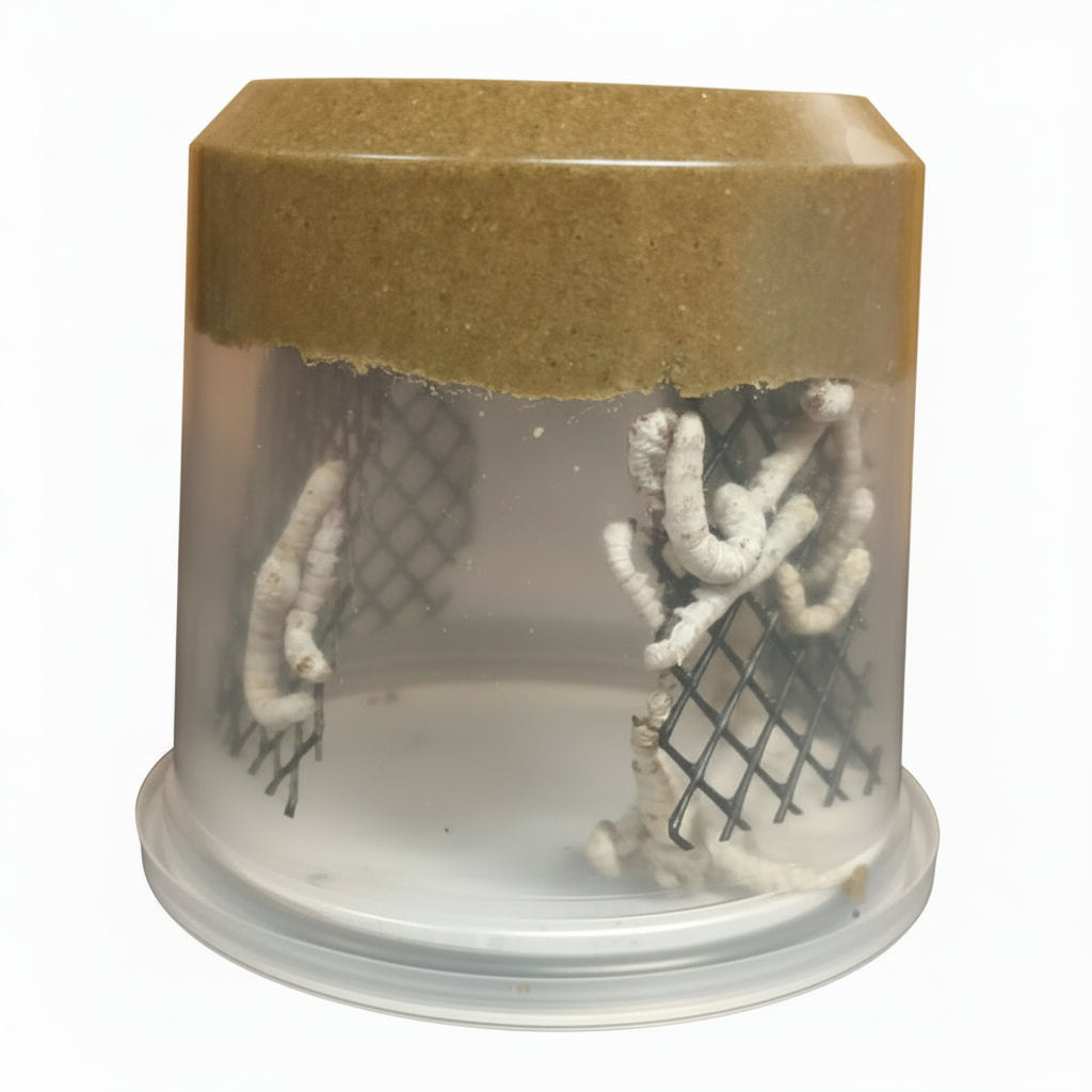 A clear plastic cup with mulberry chow food at the top containing silkworms on a  screen like mesh and a vented lid at bottom.