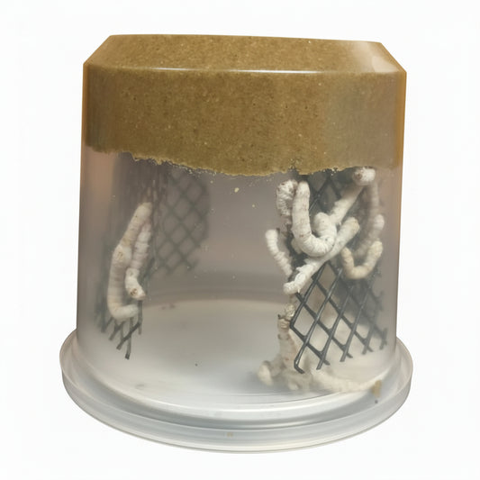 A clear plastic cup with mulberry chow food at the top containing silkworms on a  screen like mesh and a vented lid at bottom.