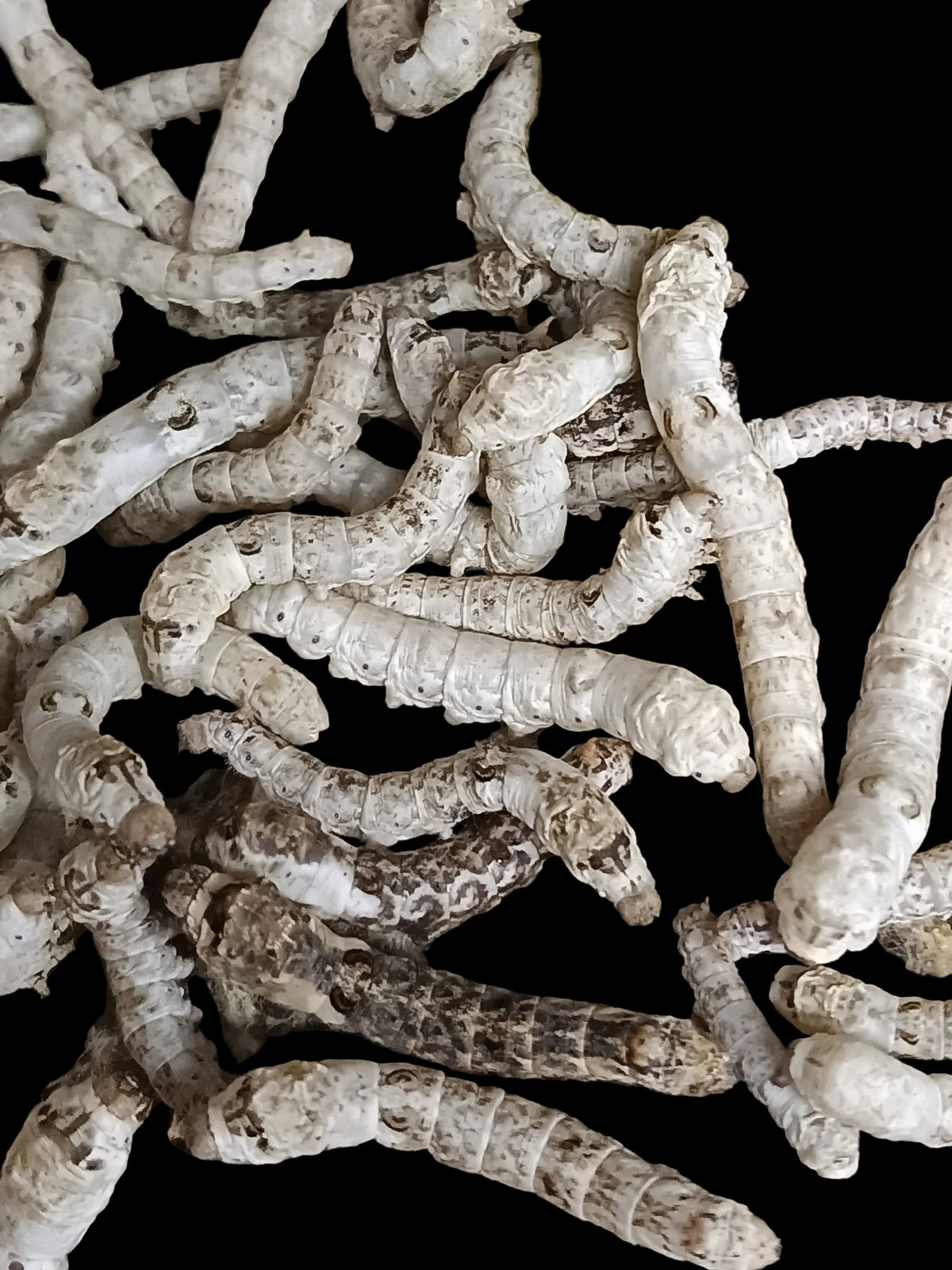 A variaty of silkworms 