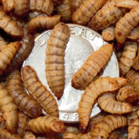 XL black soldier fly larvae