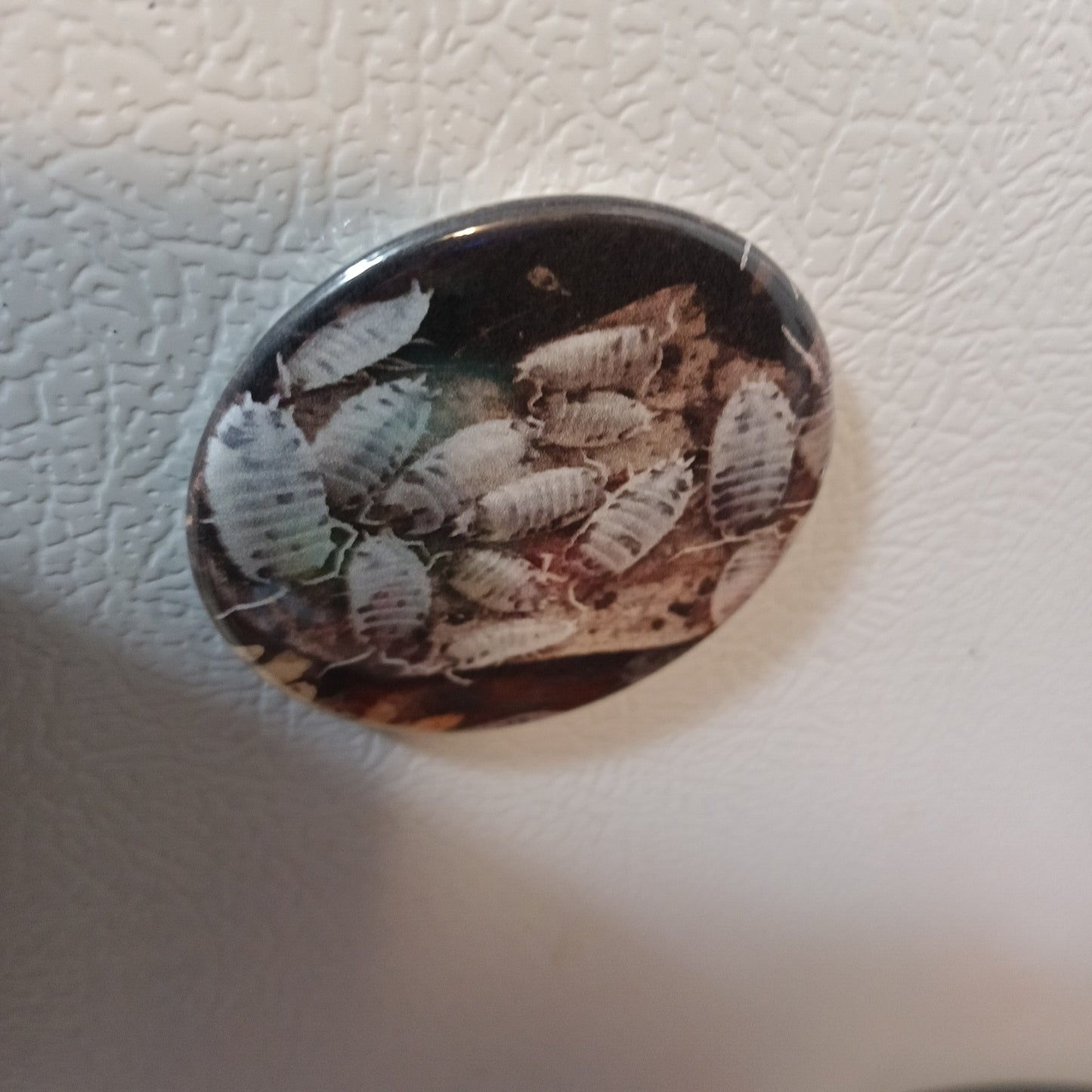 Mystery 5 pack 2.25 in round reptile button magnets