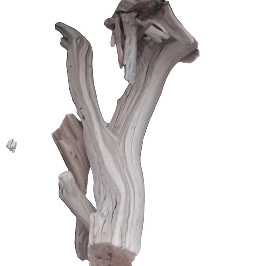 Small ghost wood