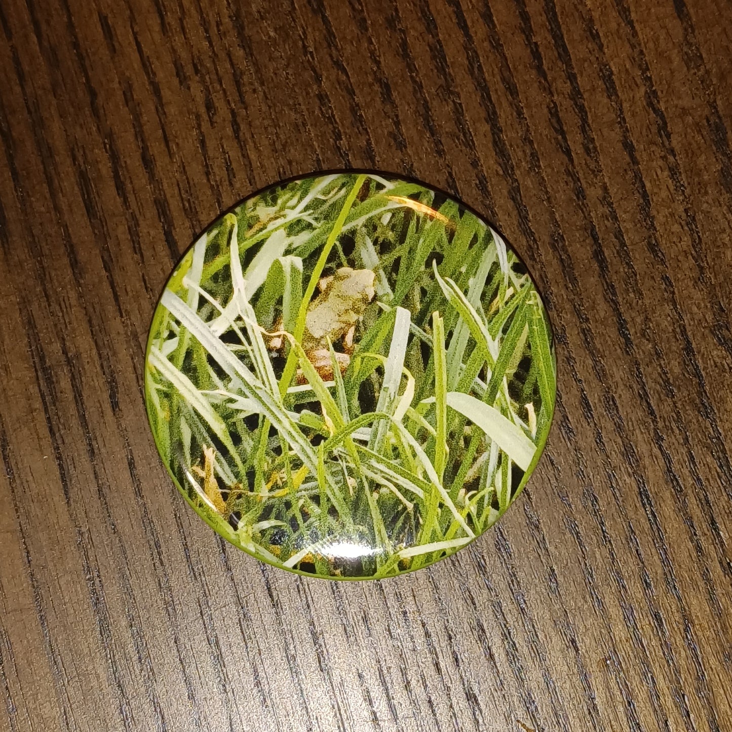 Mystery 5 pack 2.25 in round reptile button magnets