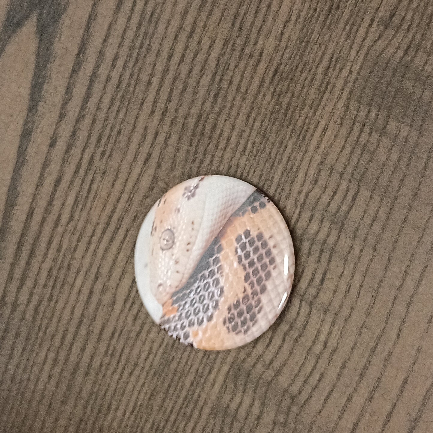 Mystery 5 pack 2.25 in round reptile button magnets